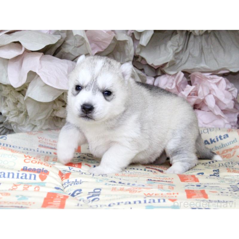 販売中の大阪府のシベリアンハスキー-443246の8枚目