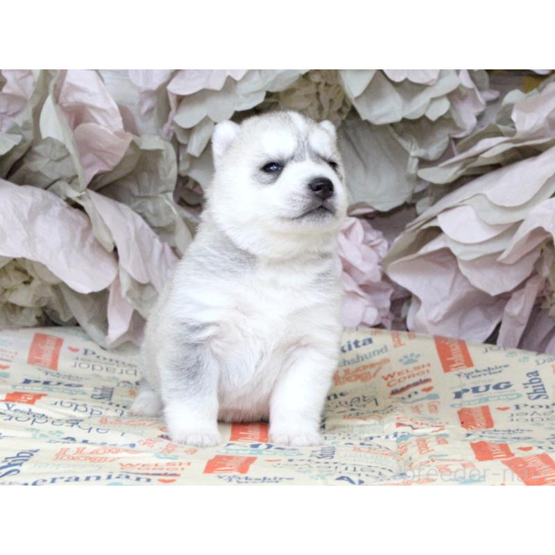 販売中の大阪府のシベリアンハスキー-443246の7枚目