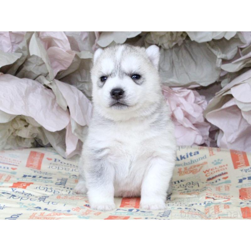 販売中の大阪府のシベリアンハスキー-443246の6枚目