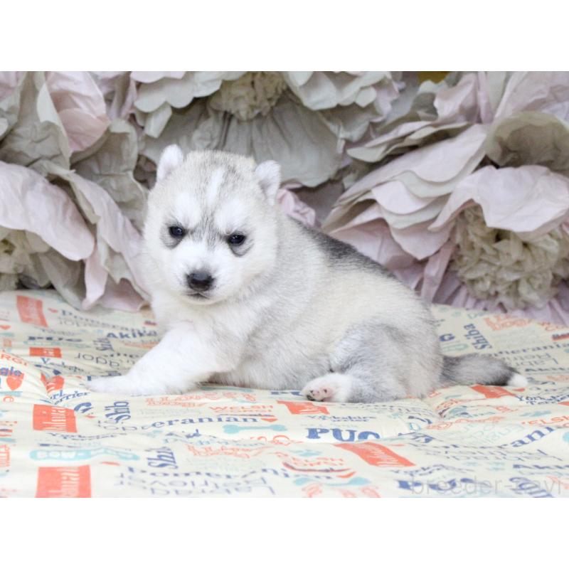 販売中の大阪府のシベリアンハスキー-443246の4枚目