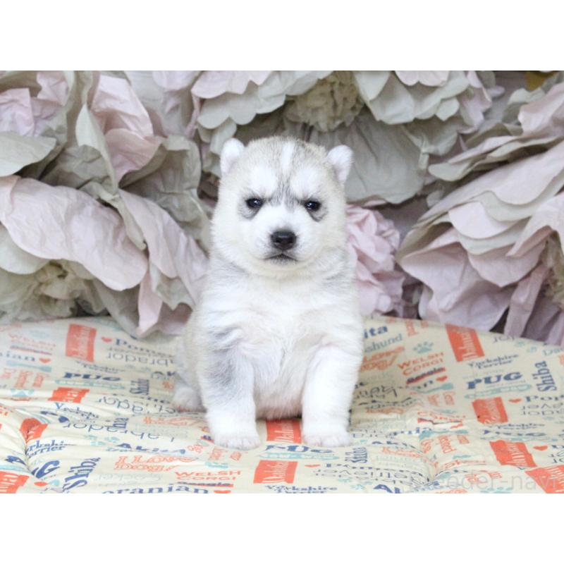 販売中の大阪府のシベリアンハスキー-443246の3枚目