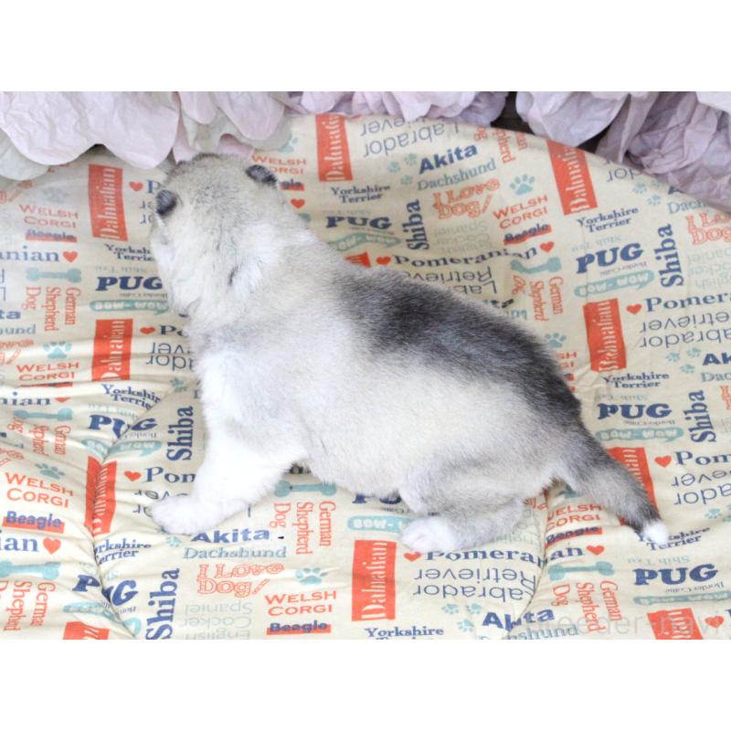 販売中の大阪府のシベリアンハスキー-443246の2枚目