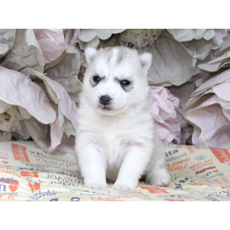 販売中の大阪府のシベリアンハスキー-443247の8枚目