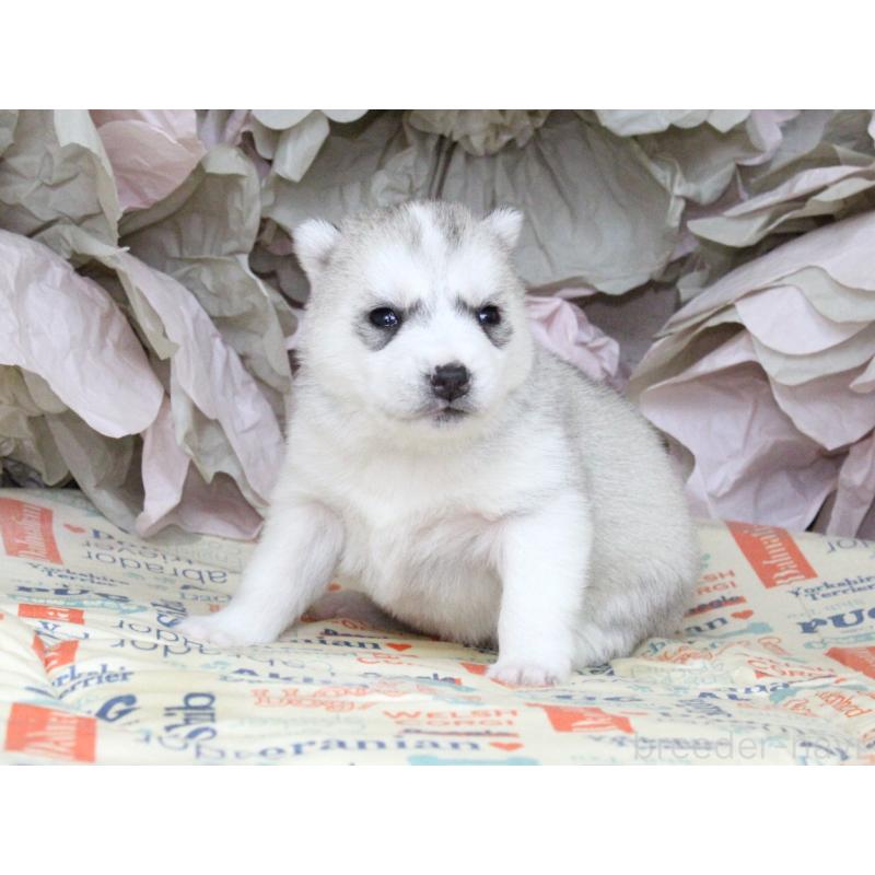 販売中の大阪府のシベリアンハスキー-443247の7枚目