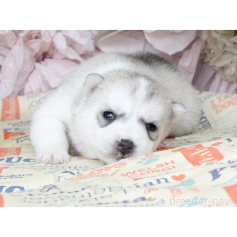 販売中の大阪府のシベリアンハスキー-443247の6枚目