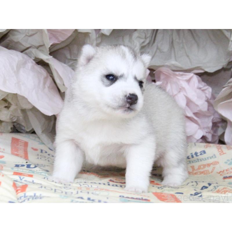 販売中の大阪府のシベリアンハスキー-443247の5枚目