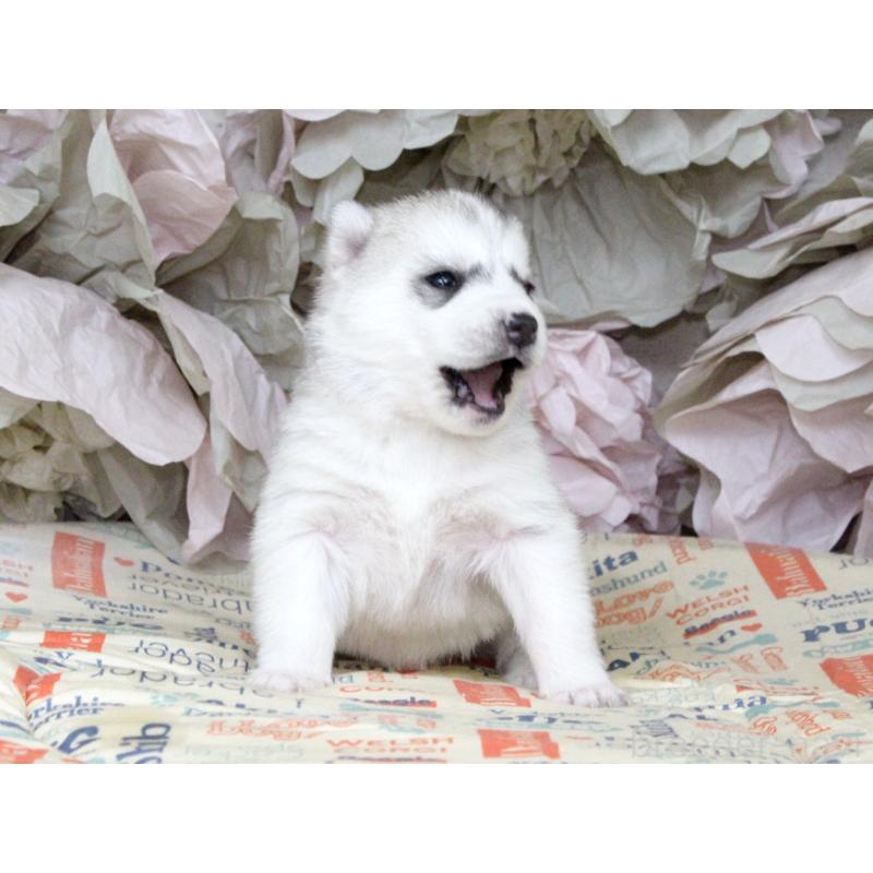 販売中の大阪府のシベリアンハスキー-443247の4枚目