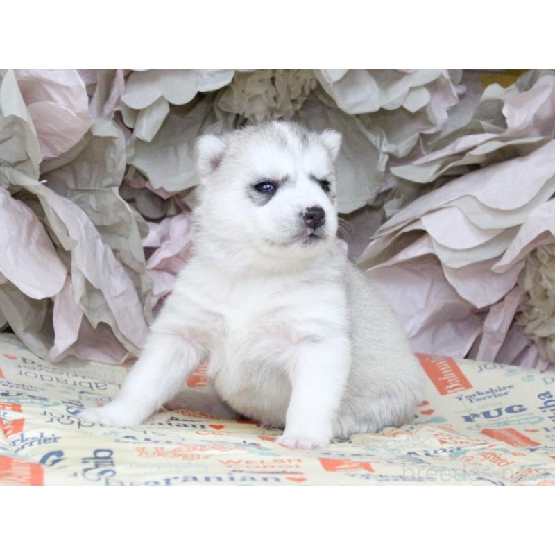 販売中の大阪府のシベリアンハスキー-443247の3枚目