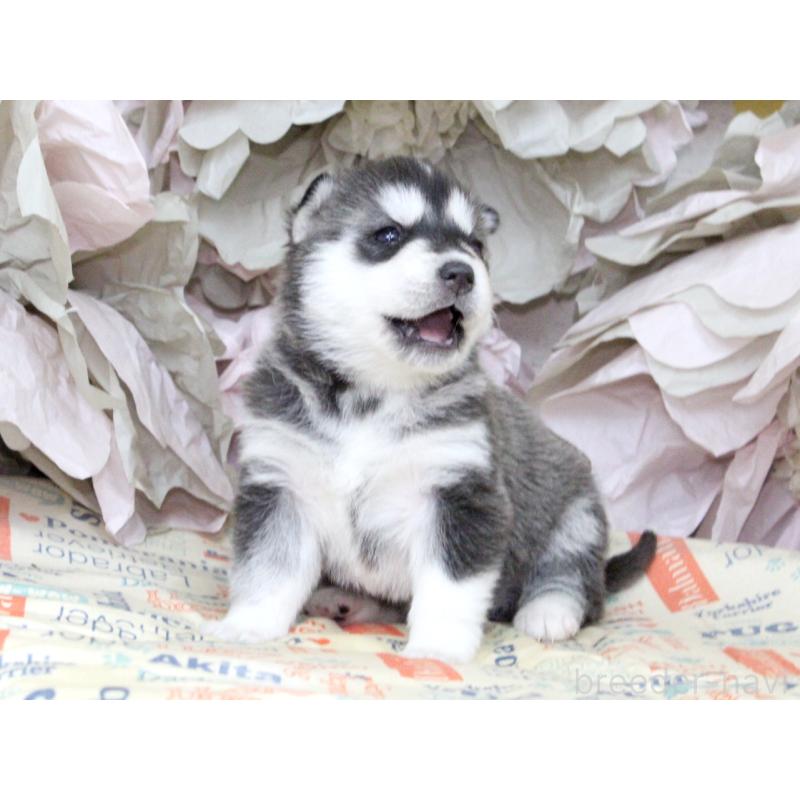 販売中の大阪府のシベリアンハスキー-443248の8枚目