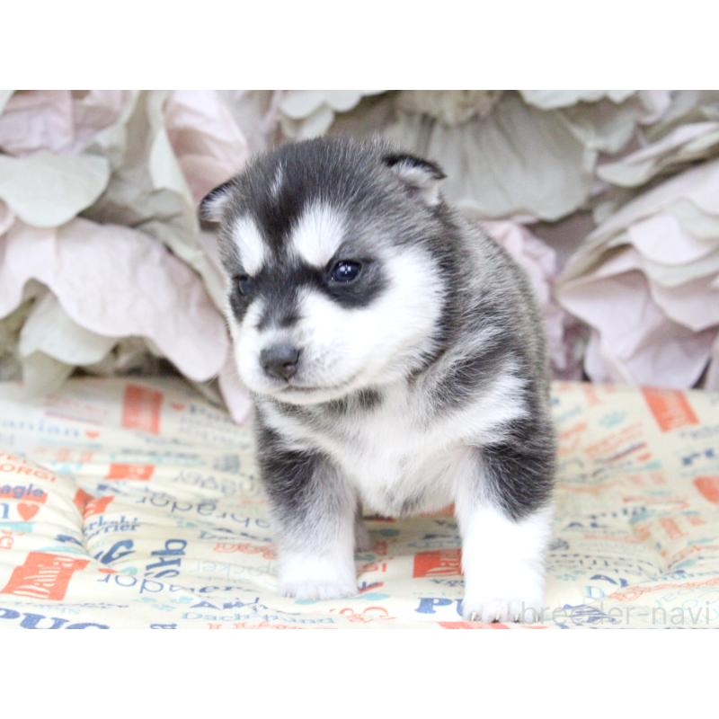 販売中の大阪府のシベリアンハスキー-443248の7枚目