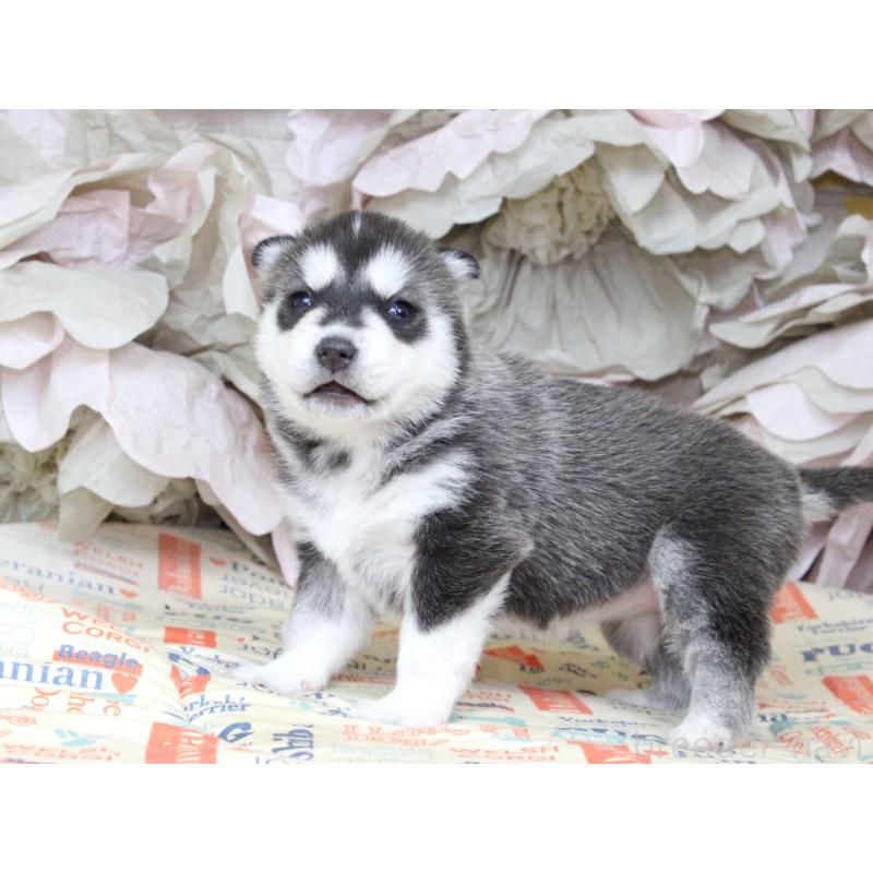 販売中の大阪府のシベリアンハスキー-443248の6枚目