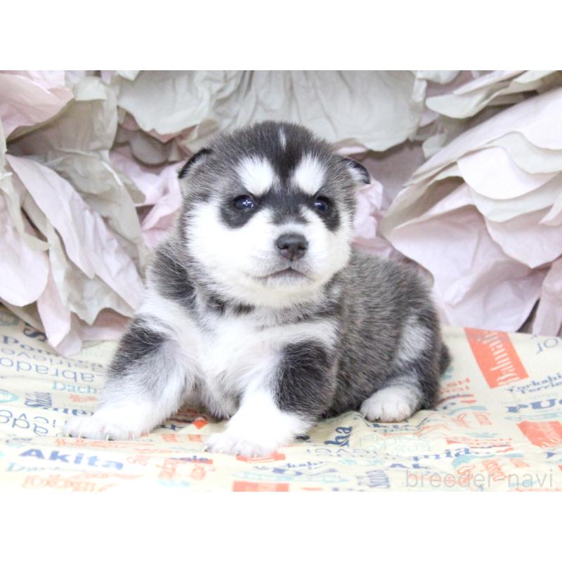 販売中の大阪府のシベリアンハスキー-443248の5枚目