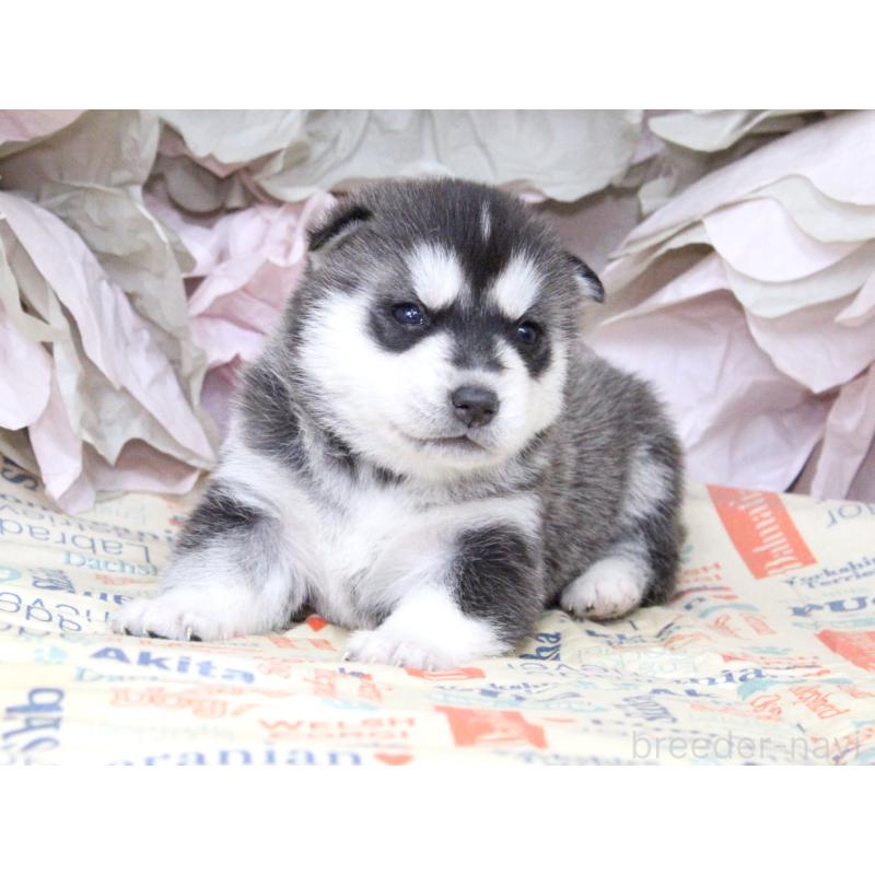 販売中の大阪府のシベリアンハスキー-443248の4枚目