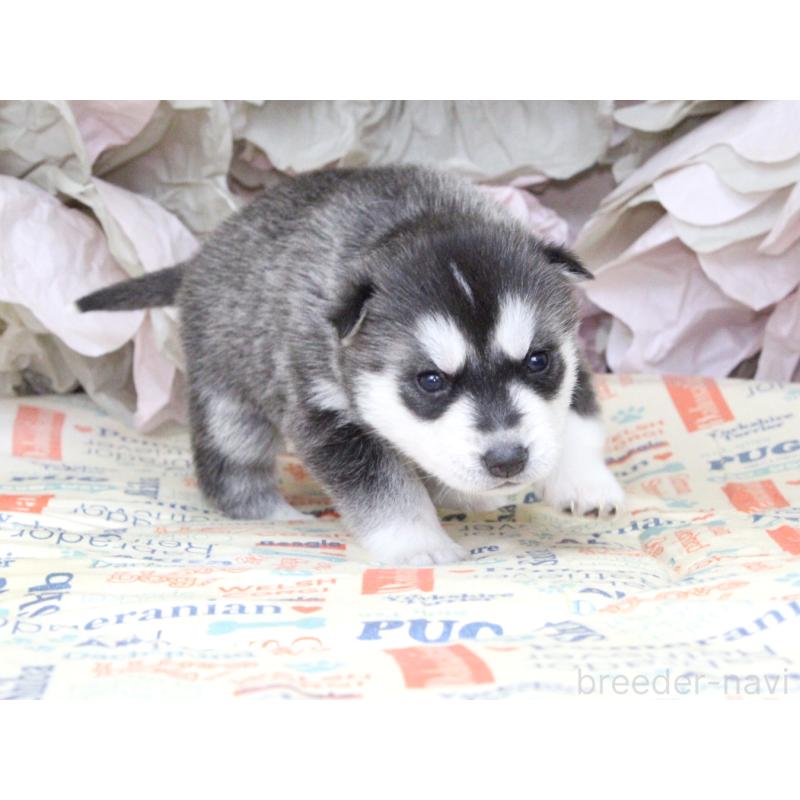 販売中の大阪府のシベリアンハスキー-443248の3枚目