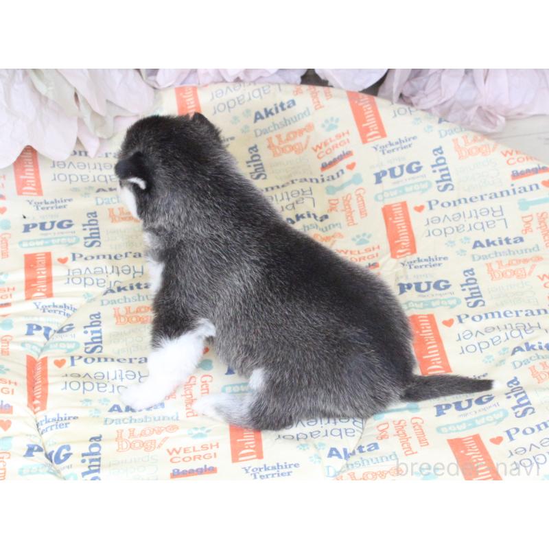 販売中の大阪府のシベリアンハスキー-443248の2枚目