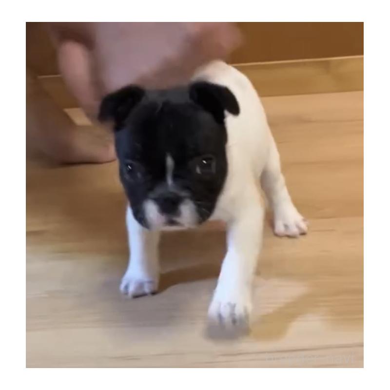 販売中の沖縄県のフレンチブルドッグ-443249の1枚目