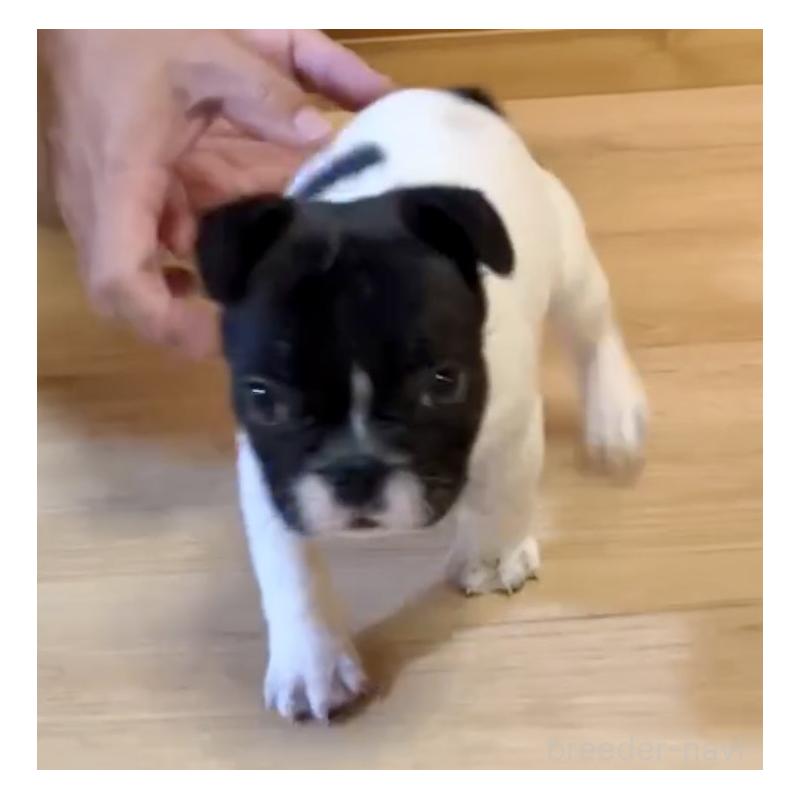 販売中の沖縄県のフレンチブルドッグ-443249の5枚目