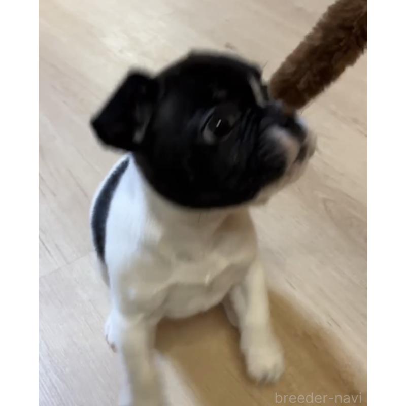 販売中の沖縄県のフレンチブルドッグ-443249の4枚目