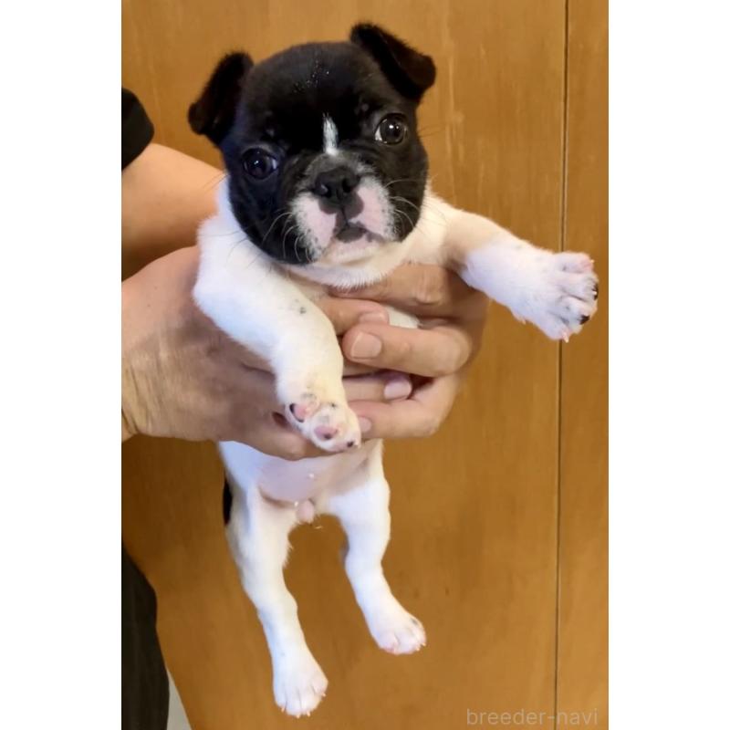 販売中の沖縄県のフレンチブルドッグ-443249の3枚目