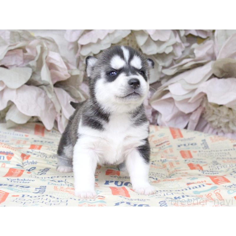 販売中の大阪府のシベリアンハスキー-443250の8枚目