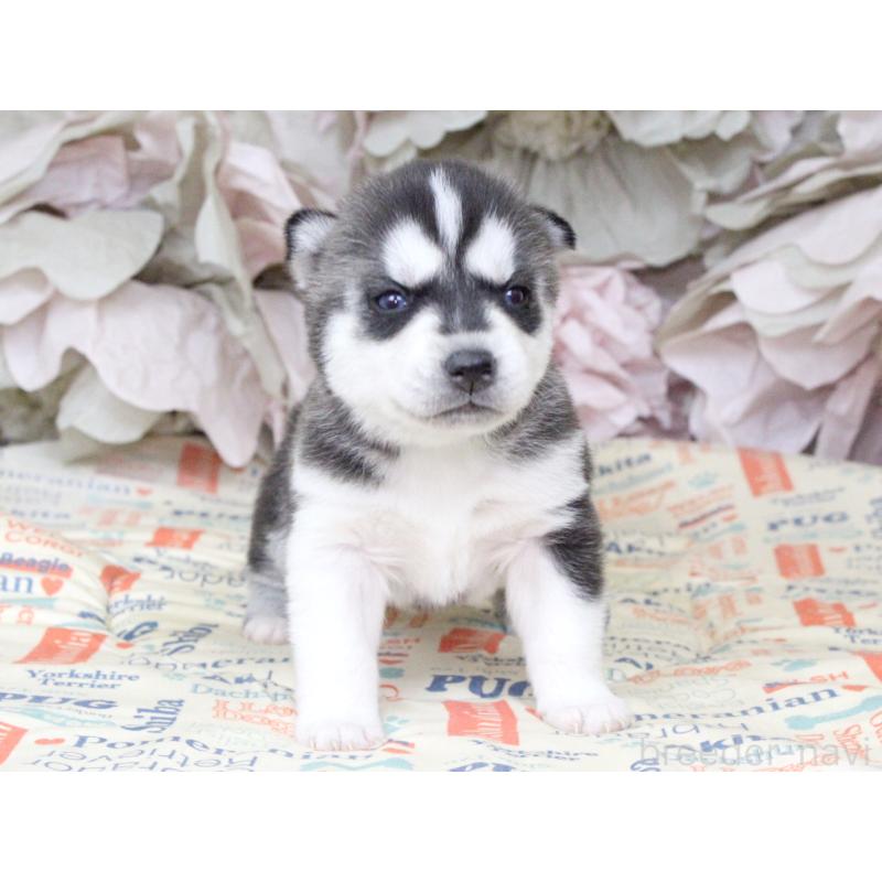 販売中の大阪府のシベリアンハスキー-443250の7枚目