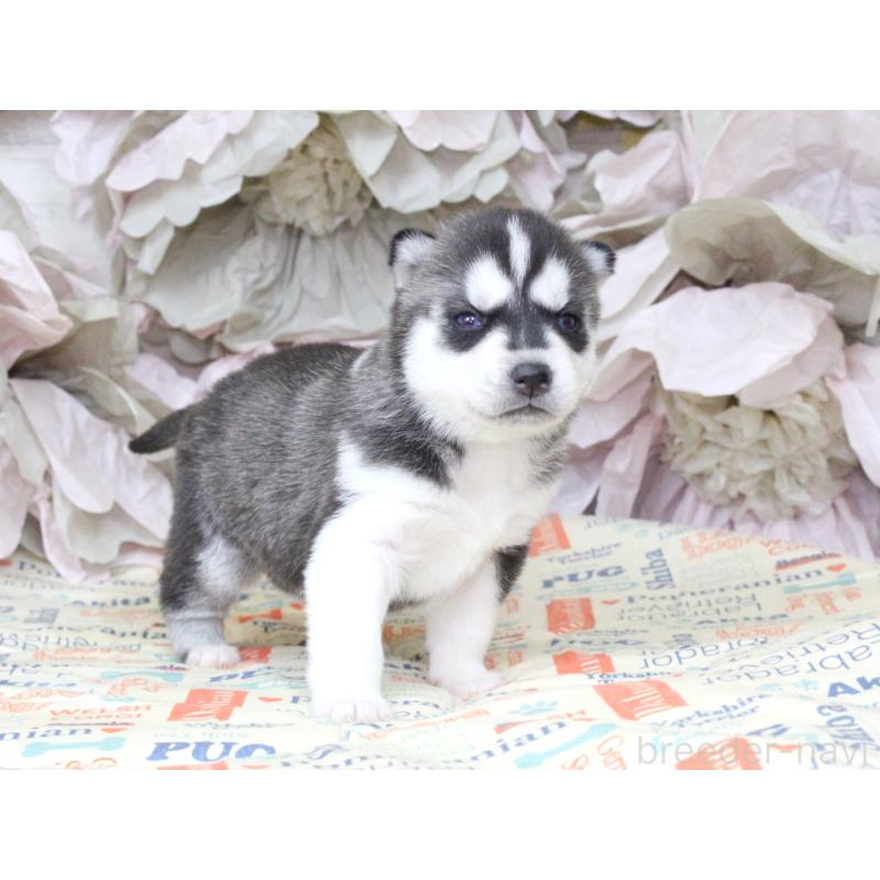 販売中の大阪府のシベリアンハスキー-443250の6枚目