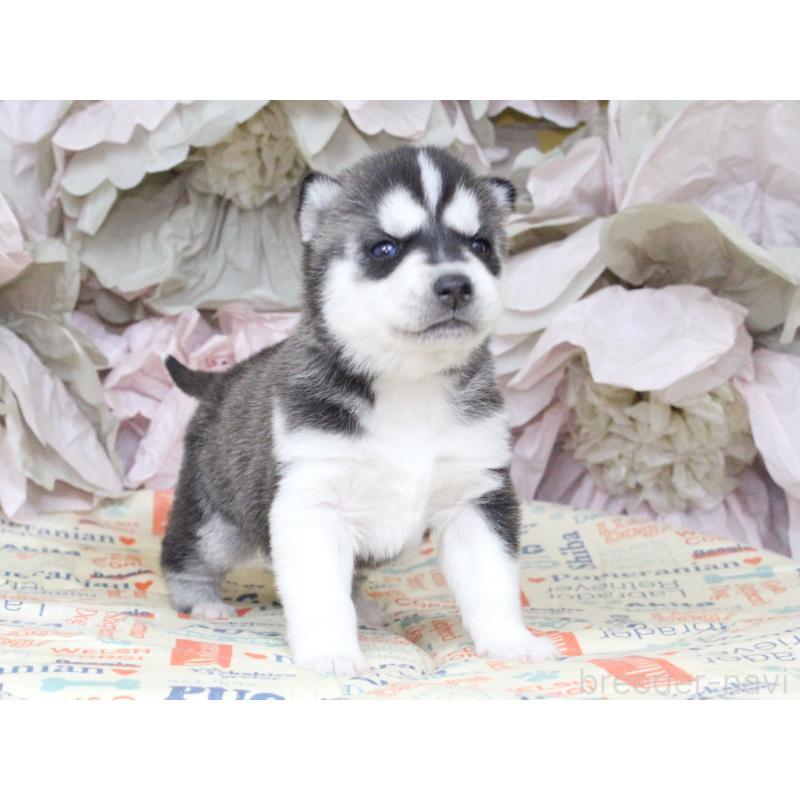 販売中の大阪府のシベリアンハスキー-443250の4枚目