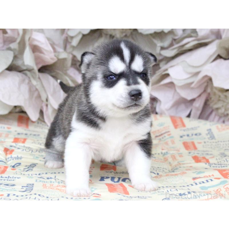 販売中の大阪府のシベリアンハスキー-443250の3枚目