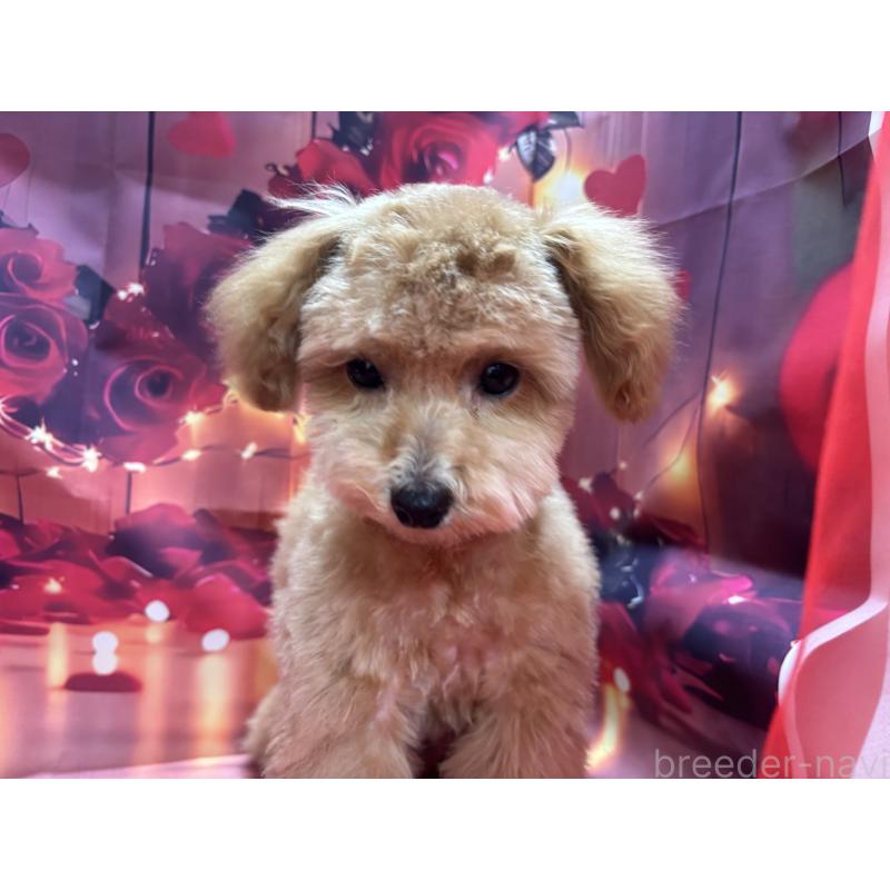 販売中の栃木県のタイニープードル-424869