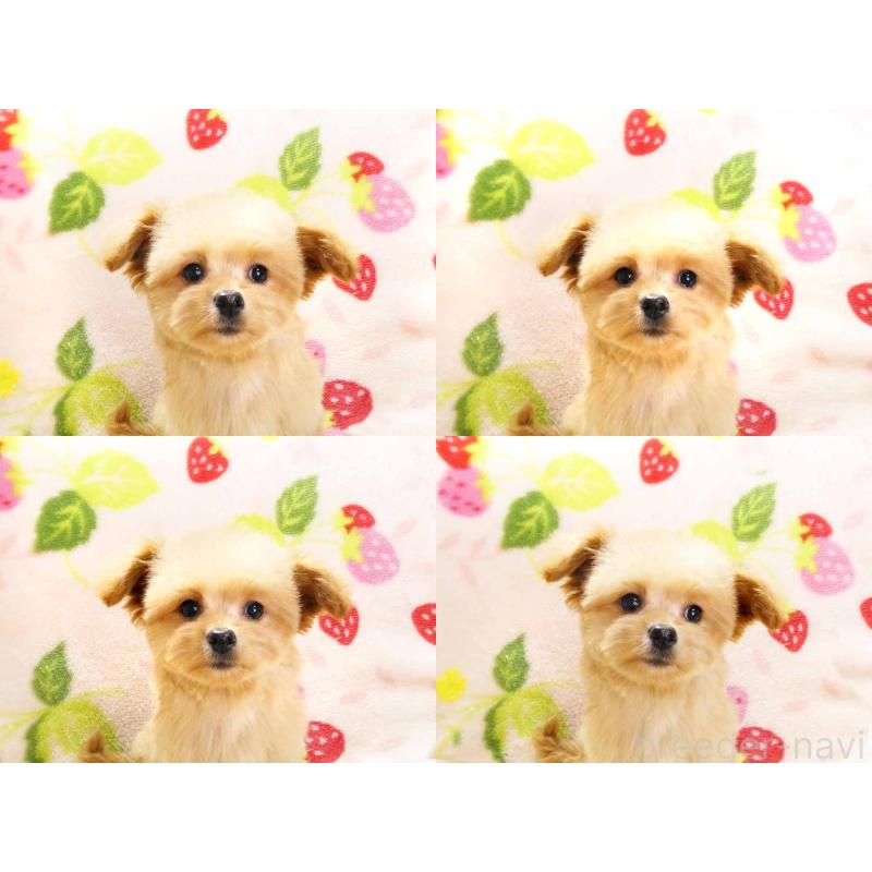 販売中の千葉県のチワプー:チワワ×トイプードル-430395の6枚目