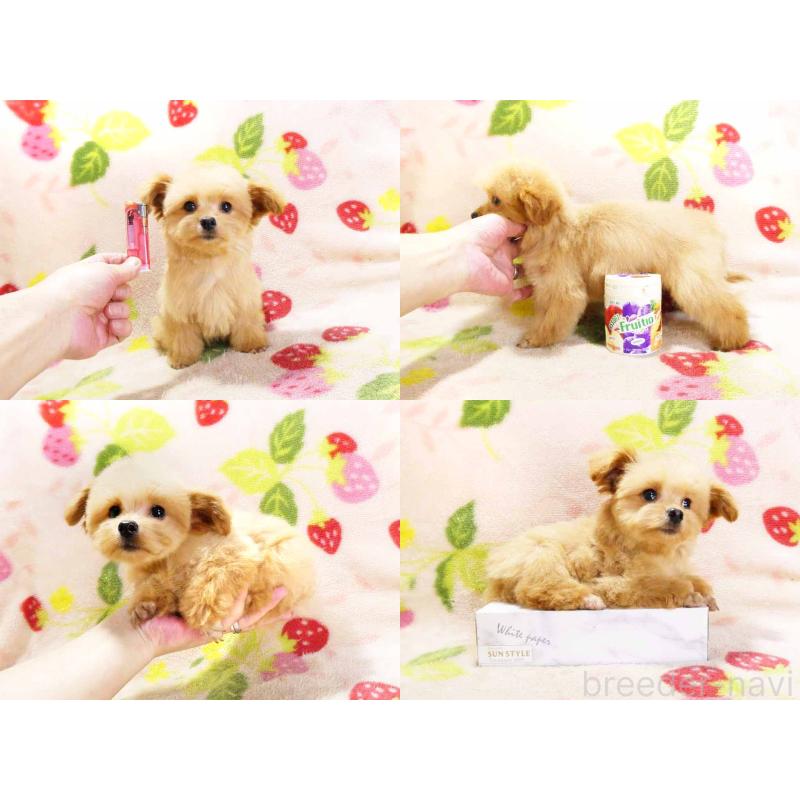 販売中の千葉県のチワプー:チワワ×トイプードル-430395の5枚目