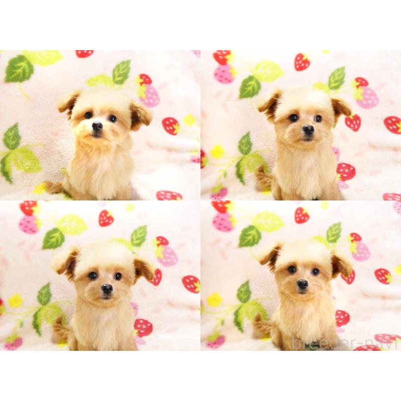 販売中の千葉県のチワプー:チワワ×トイプードル-430395の4枚目