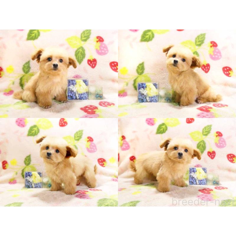 販売中の千葉県のチワプー:チワワ×トイプードル-430395の3枚目