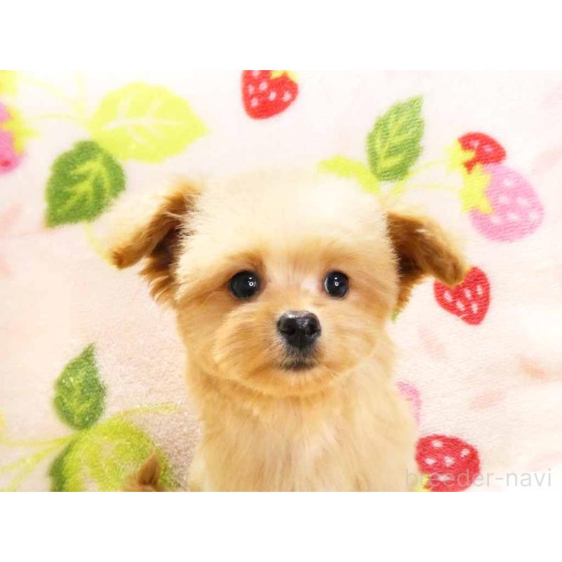 販売中の千葉県のチワプー:チワワ×トイプードル-430395の2枚目