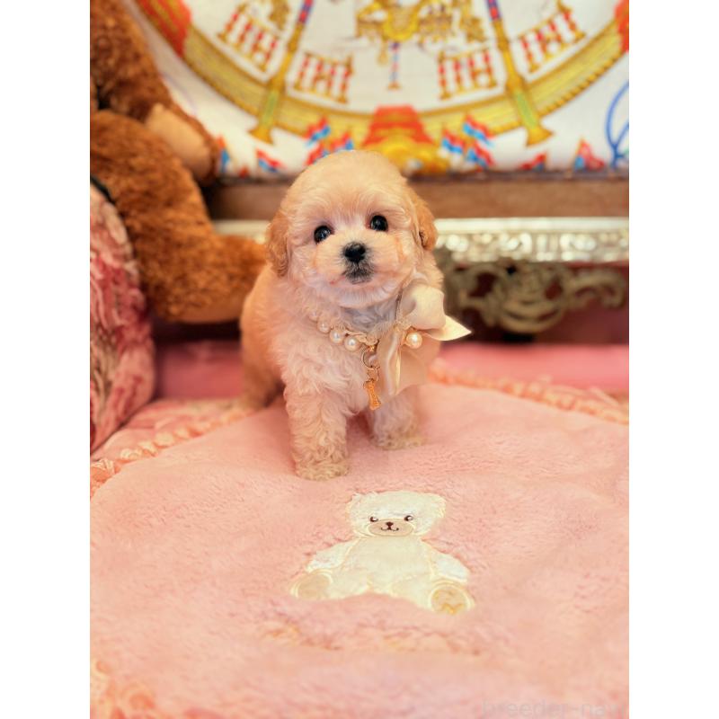 販売中の大阪府のティーカッププードル-443251の12枚目