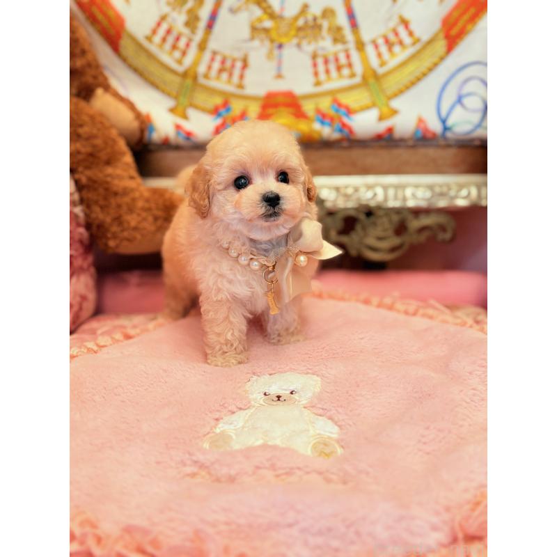 販売中の大阪府のティーカッププードル-443251の11枚目