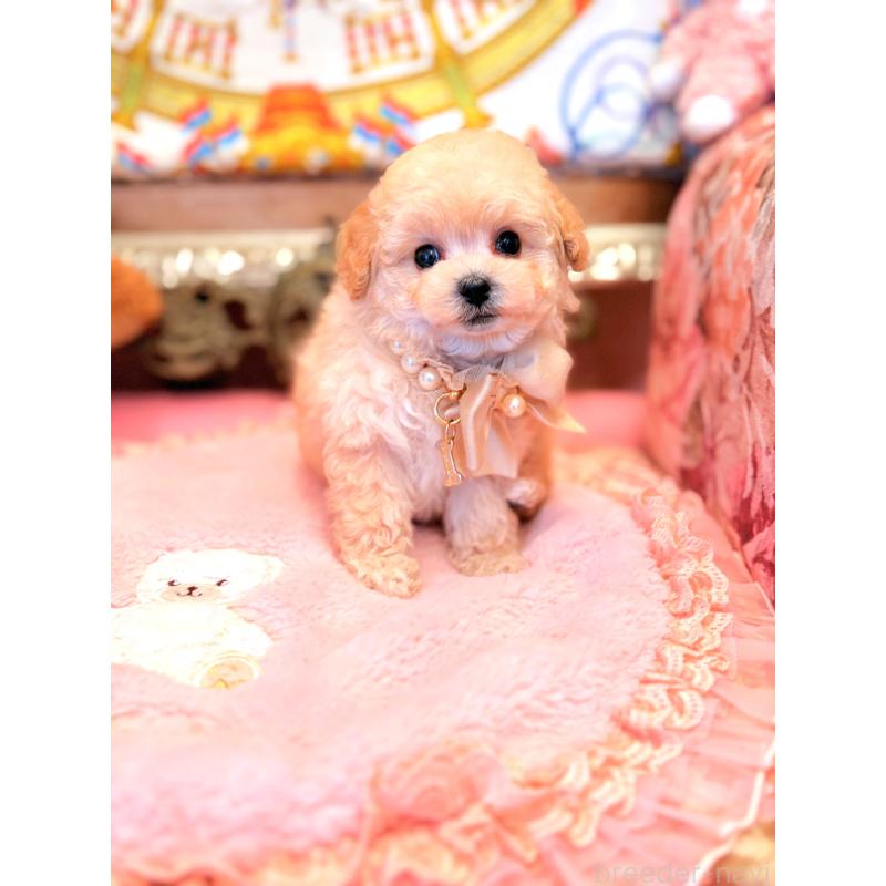 販売中の大阪府のティーカッププードル-443251の9枚目