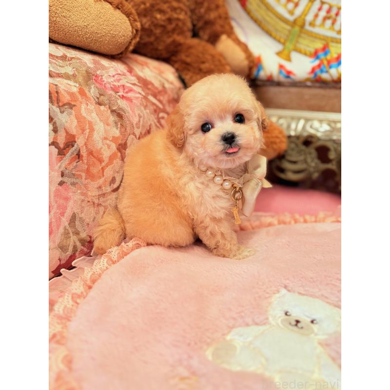 販売中の大阪府のティーカッププードル-443251の8枚目