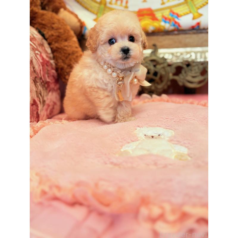 販売中の大阪府のティーカッププードル-443251の6枚目