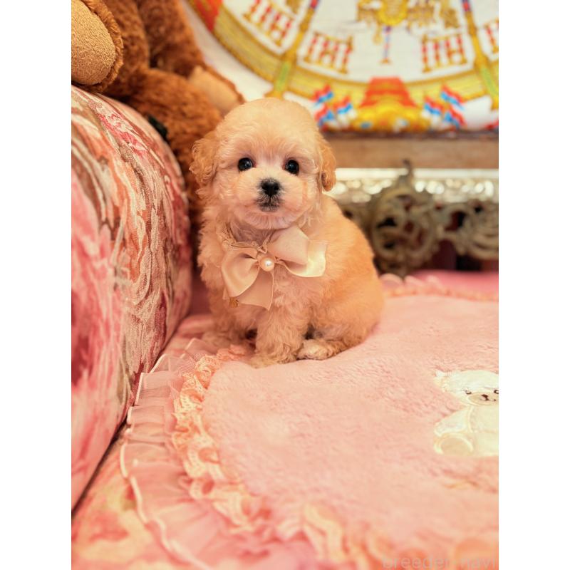 販売中の大阪府のティーカッププードル-443251の5枚目