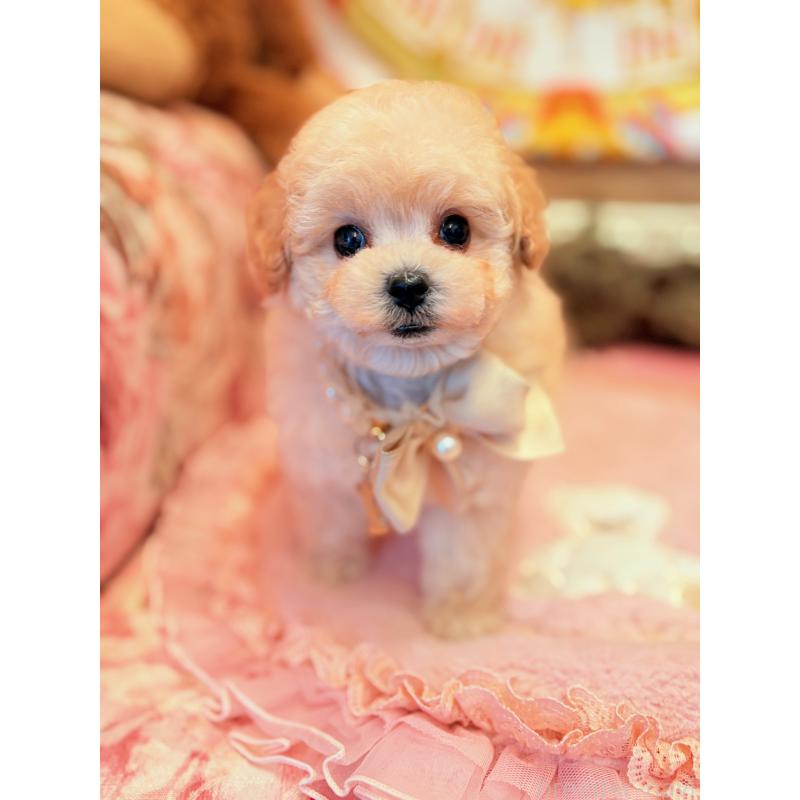 販売中の大阪府のティーカッププードル-443251の4枚目