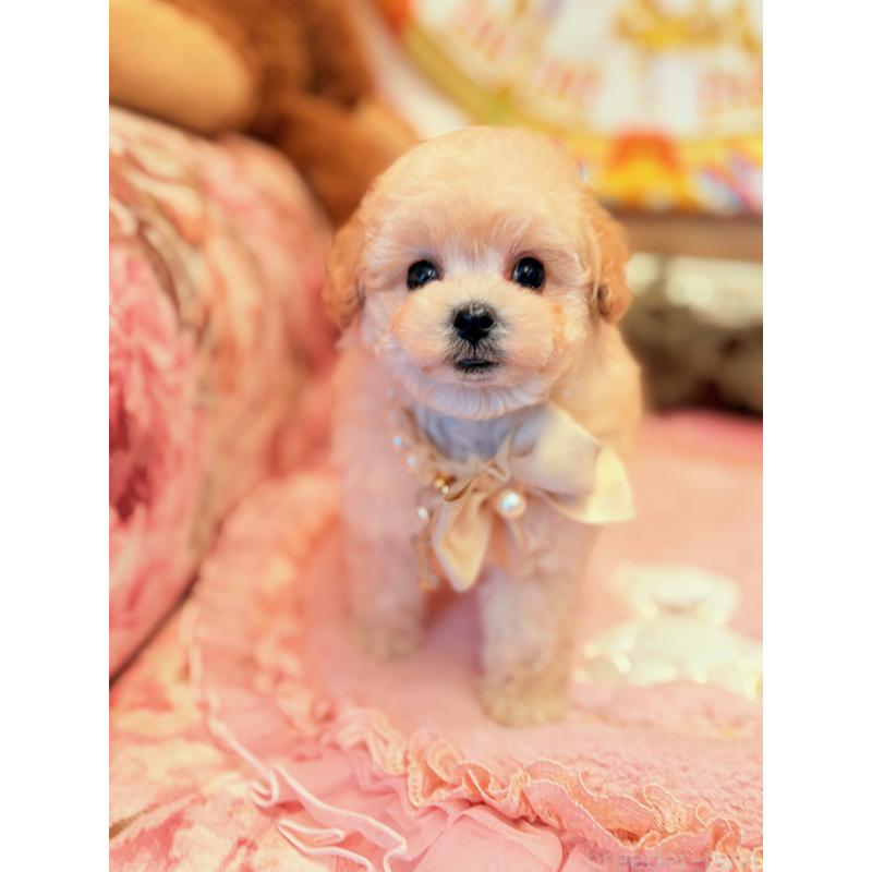 販売中の大阪府のティーカッププードル-443251の3枚目