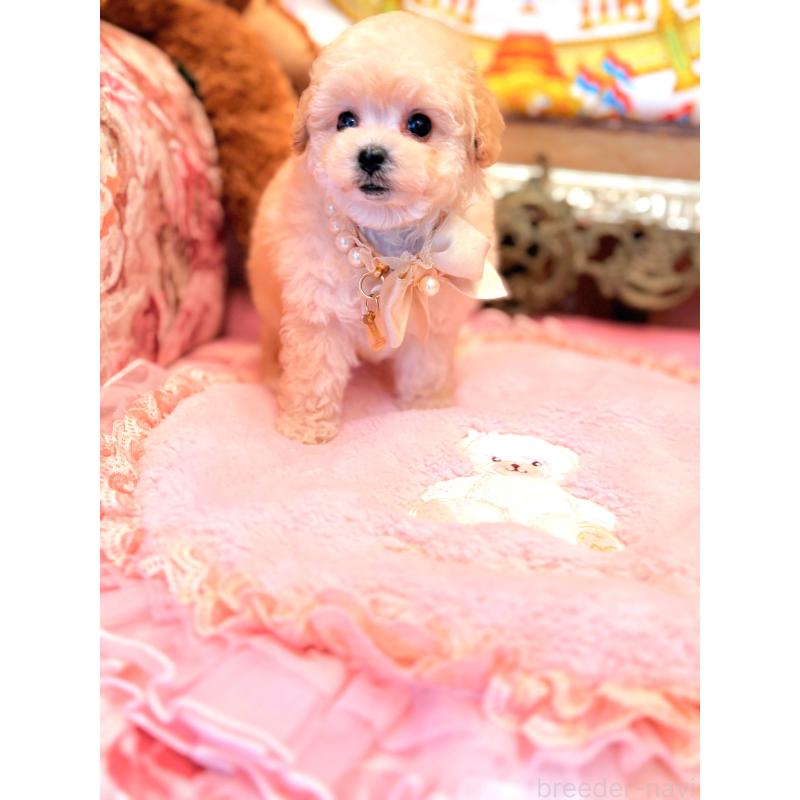 販売中の大阪府のティーカッププードル-443251の2枚目