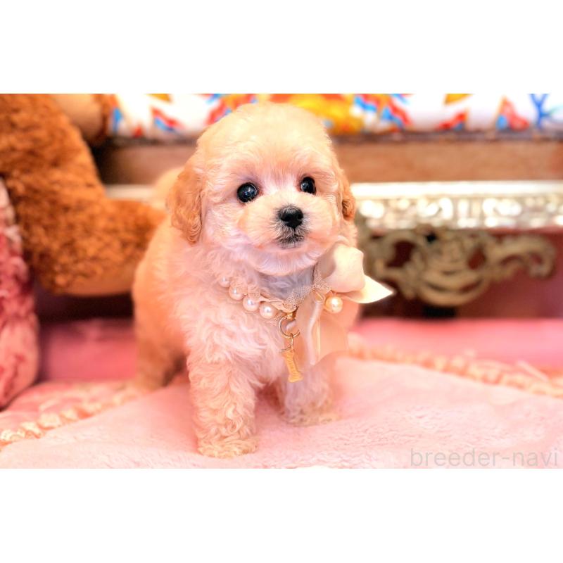 販売中の大阪府のティーカッププードル-443251の1枚目