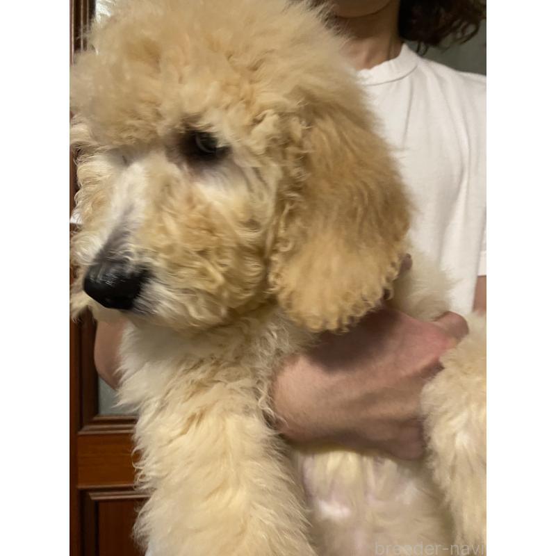 販売中の大阪府のゴールデンドゥードル:ゴールデンレトリーバー×プードル-436248の5枚目