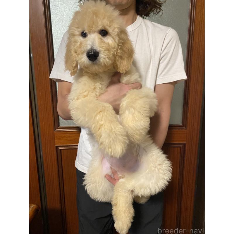販売中の大阪府のゴールデンドゥードル:ゴールデンレトリーバー×プードル-436248の4枚目