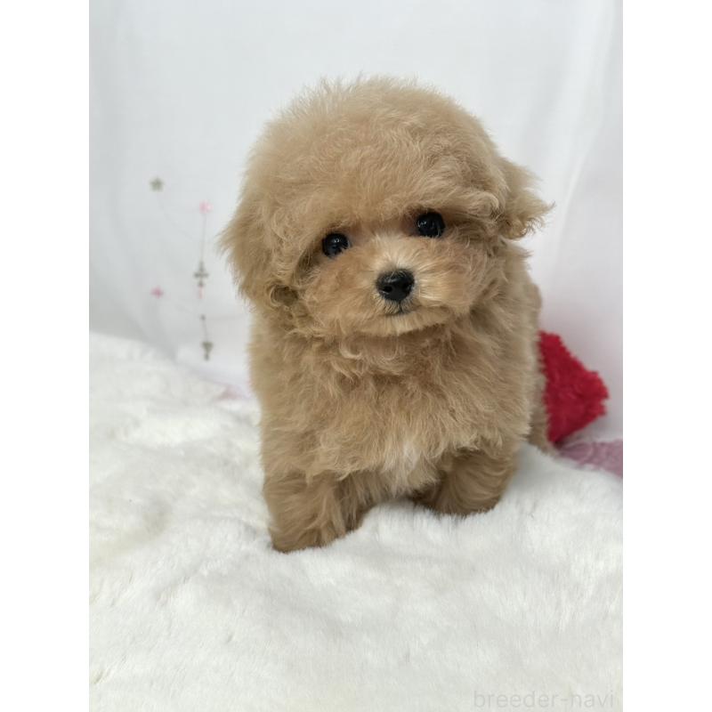 販売中の大阪府のティーカッププードル-443252の1枚目