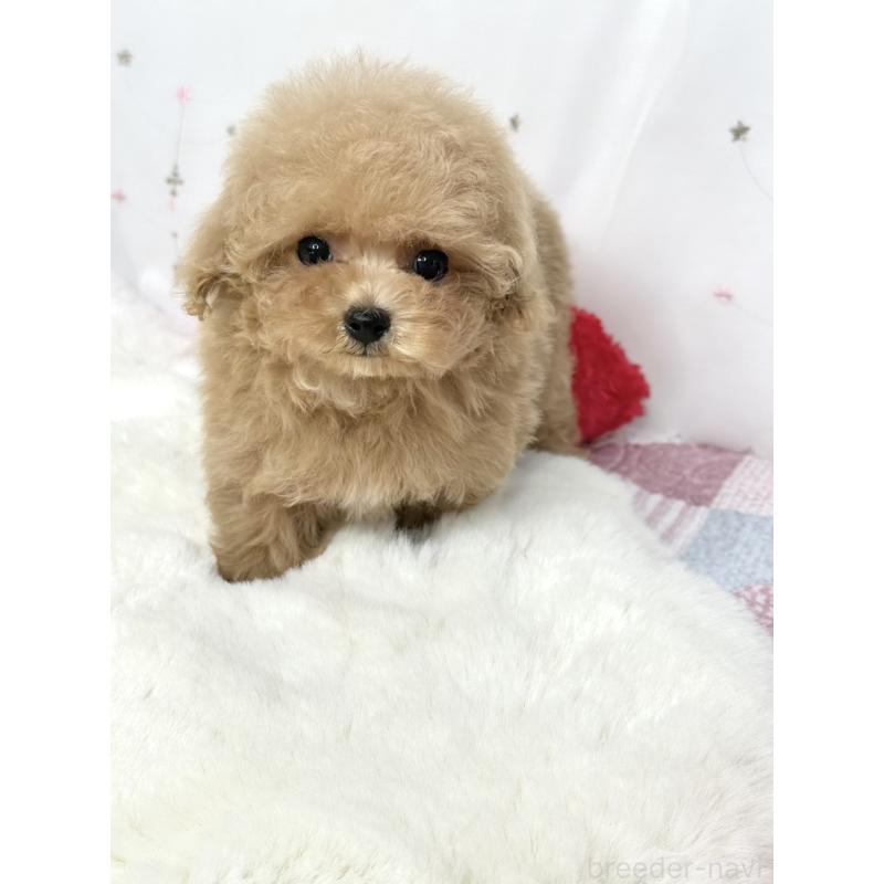 販売中の大阪府のティーカッププードル-443252の8枚目