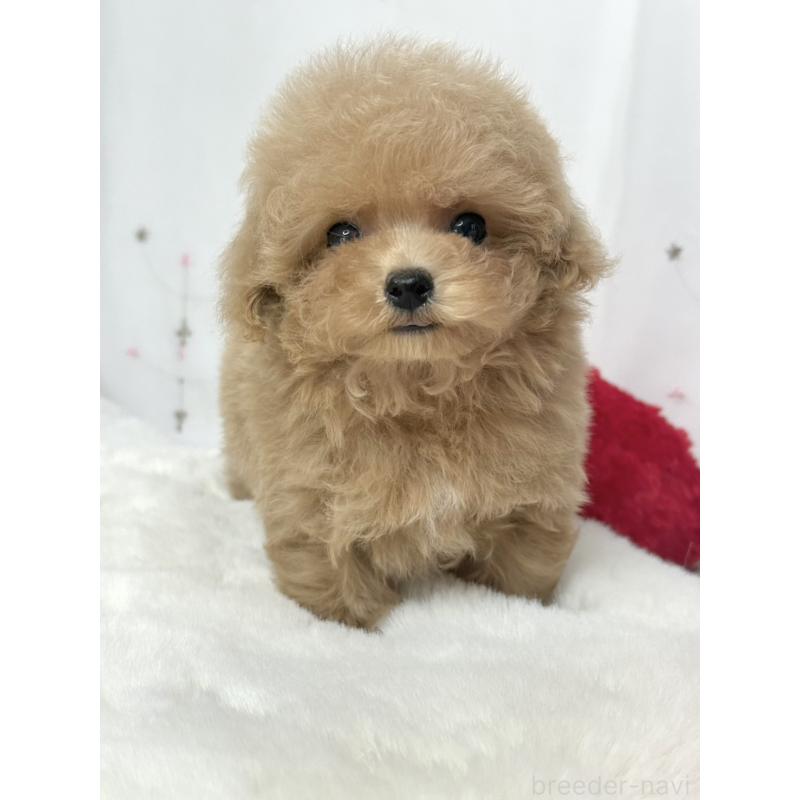 販売中の大阪府のティーカッププードル-443252の7枚目