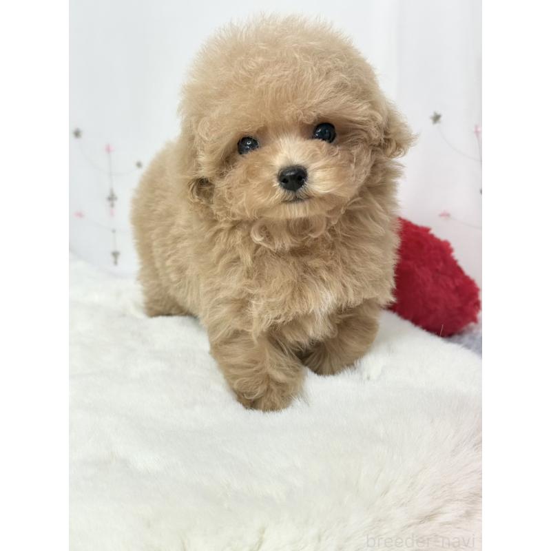 販売中の大阪府のティーカッププードル-443252の6枚目